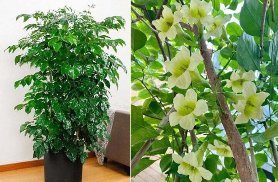 Cây hạnh phúc biểu tượng cho cuộc sống hạnh phúc và bình yên cho cả gia đình