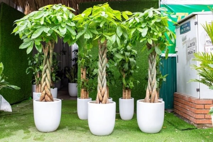 Cây kim ngân mang ý nghĩa thu hút tài lộc, làm của cải, thịnh vượng.
