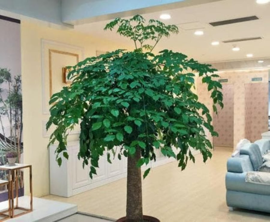 Không đặt cây cảnh ở giữa nhà. (Ảnh minh họa)