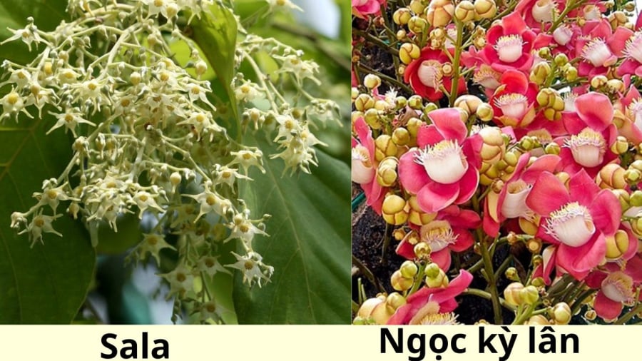 Cây sala và cây ngọc kỳ lân