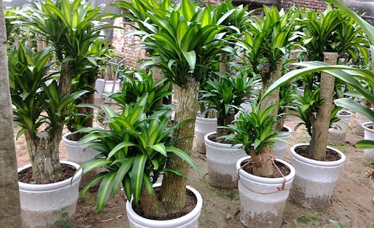 thiet moc lan
