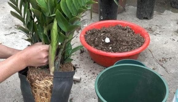 Nếu bạn chỉ tưới nước mà không bón phân trong thời gian dài, cây kim tiền rất khó phát triển khỏe mạnh.