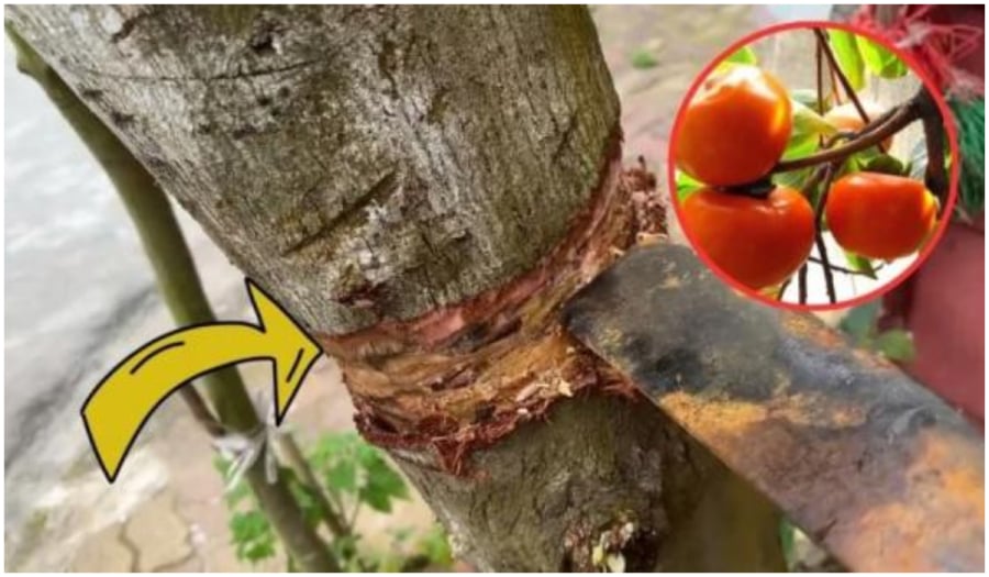 Nghèo mấy cũng không nên chặt bỏ 3 loại cây này
