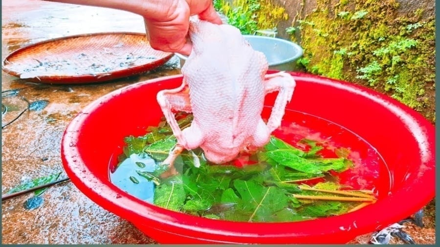 Để vặt lông, bạn chỉ cần miết tay sát da vịt theo chiều lông mọc để làm sạch phần lông tơ.