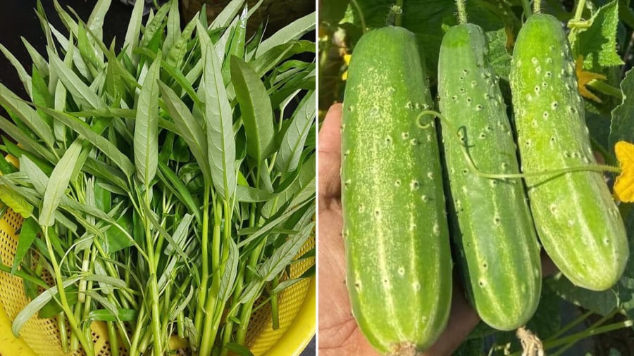 Rau muống và dưa chuột có nguy cơ chứa dư lượng thuốc trừ sâu cao nên cần phải lựa chọn, sơ chế kỹ trước khi ăn.