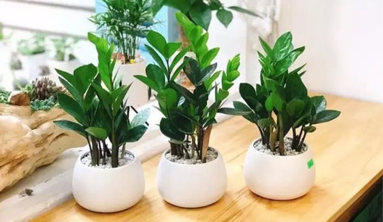 Cây kim tiền từ lâu đã được xem là biểu tượng cho sự giàu sang và thịnh vượng.