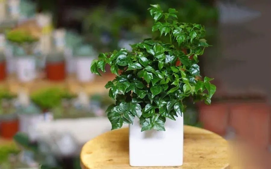 Cây hạnh phúc mang ý nghĩa về sự đoàn viên, hòa thuận và hạnh phúc trong gia đình.