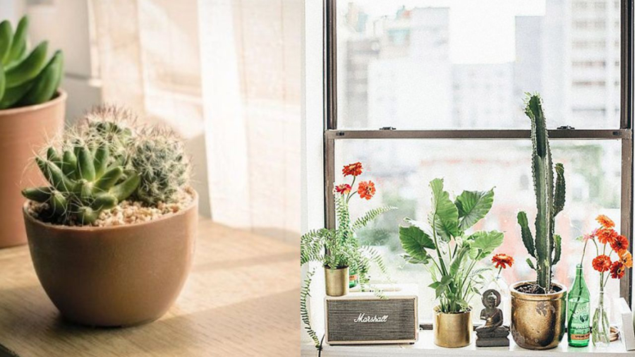 Nếu bạn yêu thích có thể trồng chậu nhỏ bên cửa sổ