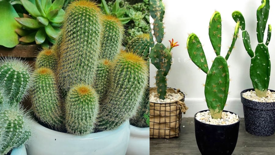 Xương rồng nhiều gai là 1 lý do khiến chúng bị kiêng trồng trước nhà