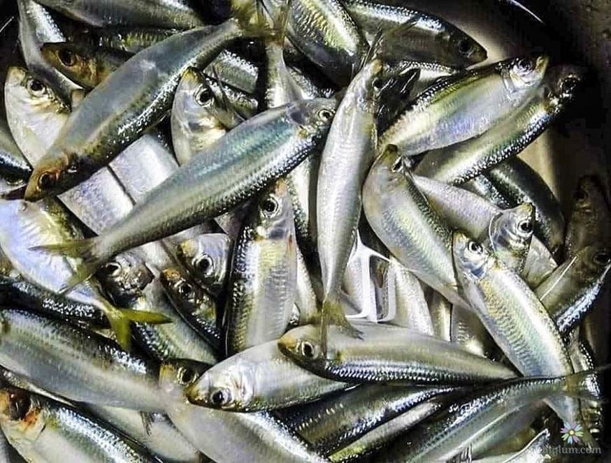 Cá trích có thịt mềm, giàu protein và canxi, giúp tăng cường cơ bắp và duy trì xương chắc khỏe.