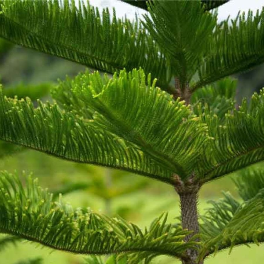 Cây bách gắn liền với tang sự nghĩa trang không nên trồng ở nhà