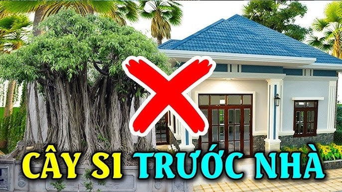 Cây si thường mọc rậm rạp, tán rộng, có rễ phụ buông dài như giữ chặt mọi thứ.
