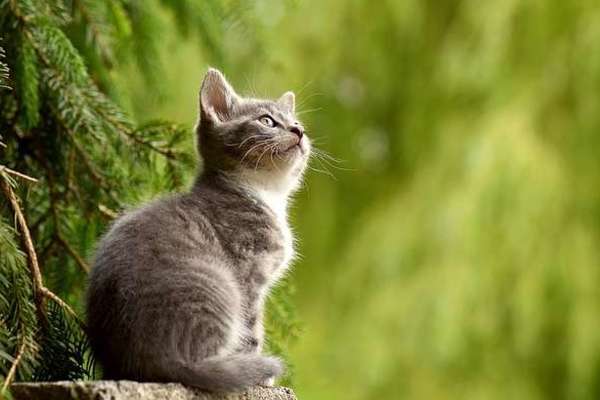 Tuổi Mão từ nhỏ đã là kiểu người khôn ngoan, mềm mỏng và họ rất biết cách đối nhân xử thế