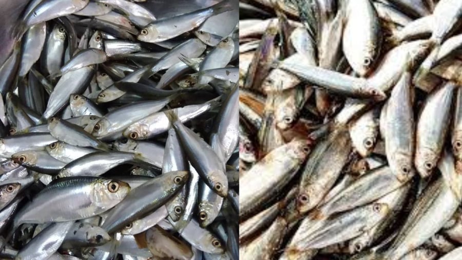 Cá mòi giàu dinh dưỡng, giá lại rẻ