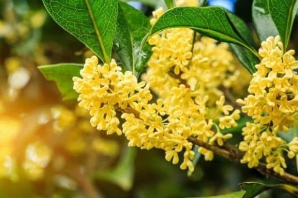 Cây mộc hương, còn được gọi là quế hoa, là loài cây lâu năm có tuổi thọ có thể lên tới hàng trăm năm. Càng trồng lâu, cây càng có giá trị cao.