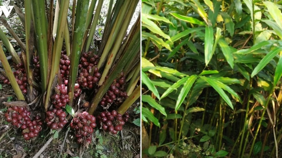 Cây sa nhân tím thường thu hút chuột đến tìm thức ăn. Trong khi đó, con mồi yêu thích của rắn lại là chuột.