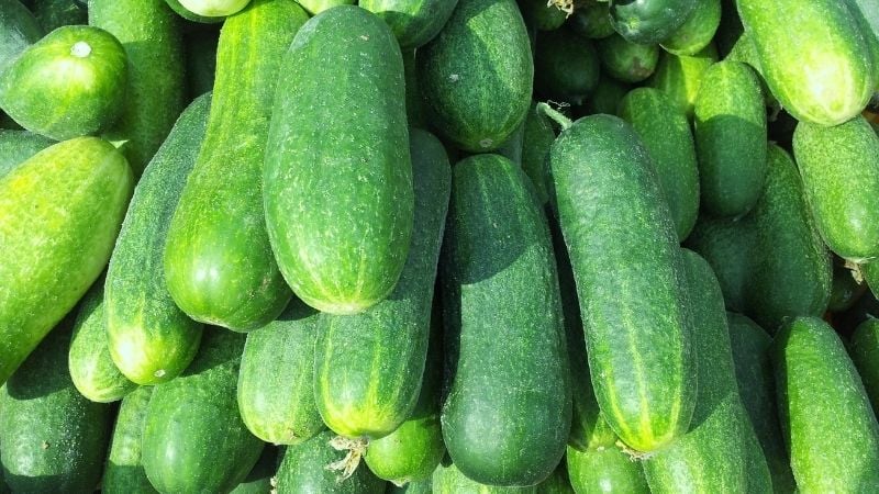 Những người không nên ăn dưa chuột (dưa leo)