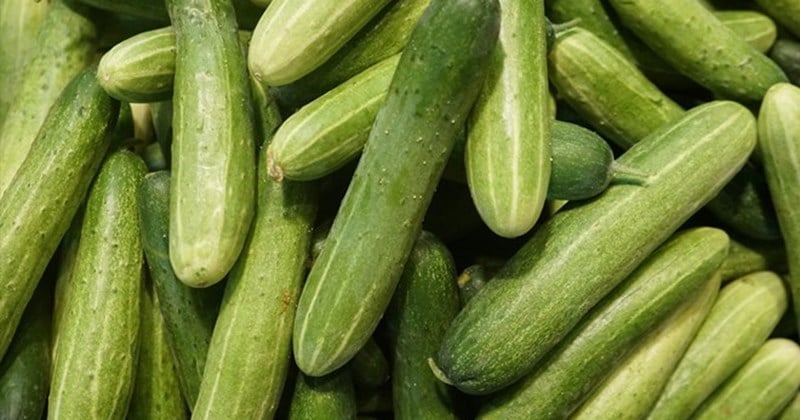 Một số người dị ứng với dưa chuột