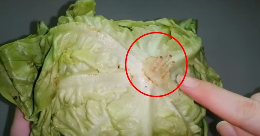 Một mẹo ít ai biết nhưng rất hiệu quả là cắm 3 que tăm tre hoặc gỗ nhỏ vào phần cuống xà lách.
