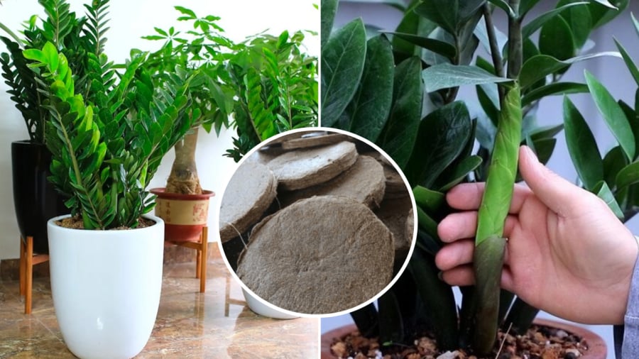Phân bánh dầu là loại phân tốt cho cây kim tiền.