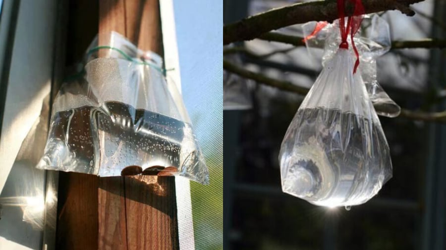 Treo túi nilon đựng nước trước cửa giúp đuổi ruồi.