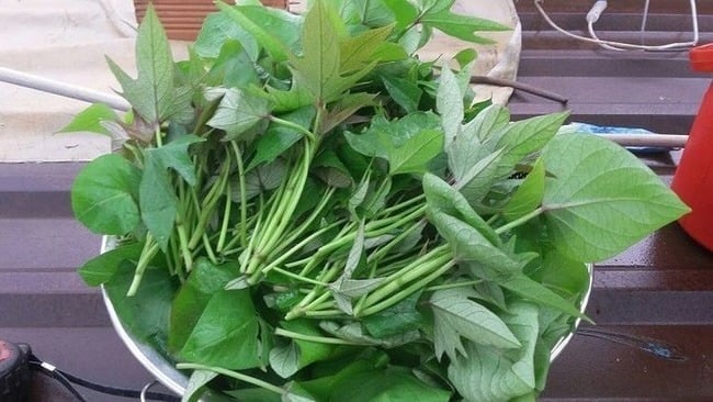 Rau khoai lang là một loại rau phổ biến, dễ chế biến thành nhiều món ăn ngon như luộc, xào tỏi hoặc dùng trong các món canh.