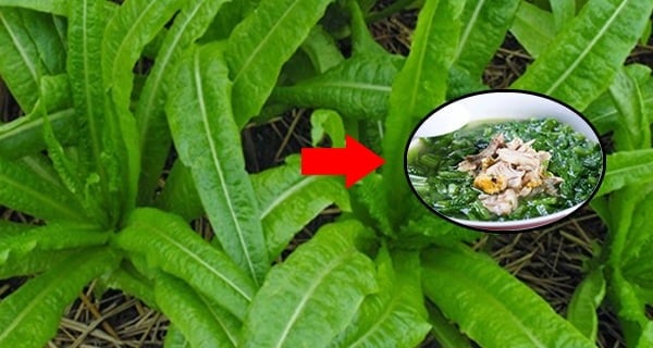 Rau diếp thơm là loại cây thân thảo, thân có dạng hình trụ và thường phân nhánh từ phần ngọn.