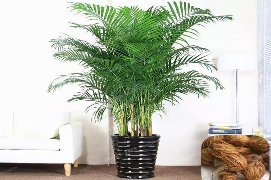 Cây cau cảnh là một lựa chọn phổ biến để trang trí không gian nội thất, mang lại vẻ đẹp sang trọng và tinh tế.