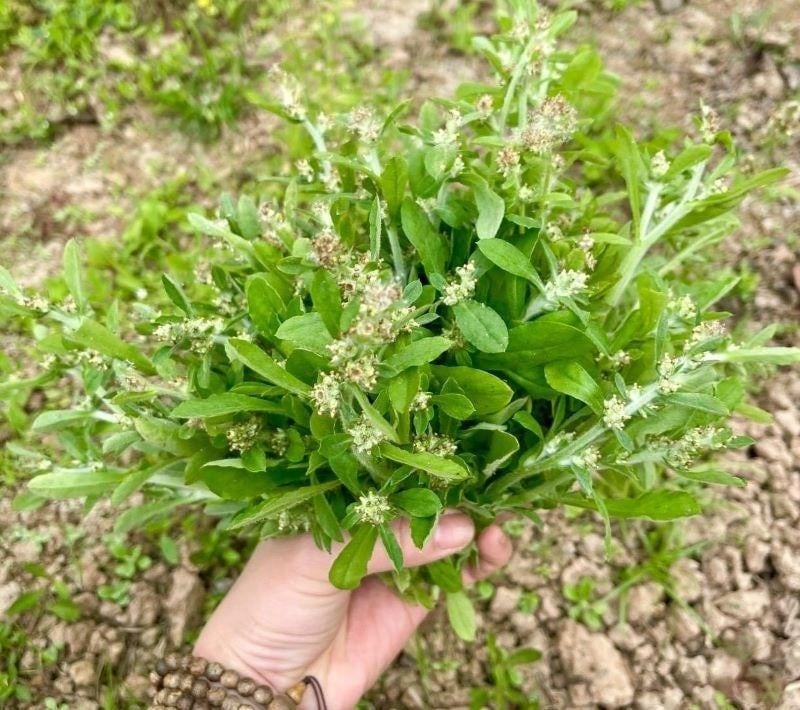 Cây khúc (hay còn gọi là rau khúc) có hai loại: khúc tẻ và khúc nếp.