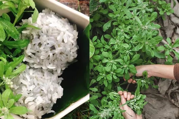 Món bánh khúc, với lớp vỏ xôi nếp dẻo thơm, nhân đậu xanh và thịt ba chỉ đậm đà, hòa quyện mùi rau khúc đặc trưng, là thức quà sáng quen thuộc của người Hà Nội xưa.