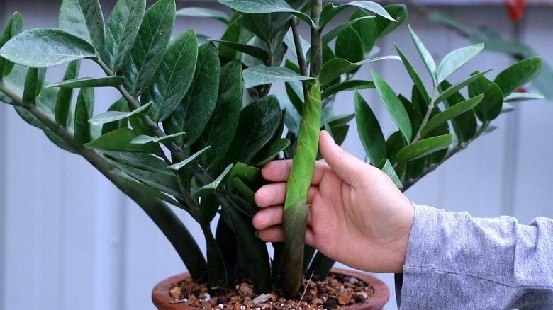 Cây Kim Tiền đón lộc thần Tài: Muốn cây xanh mơn mởn, bật chồi trổ hoa cứ làm cách này
