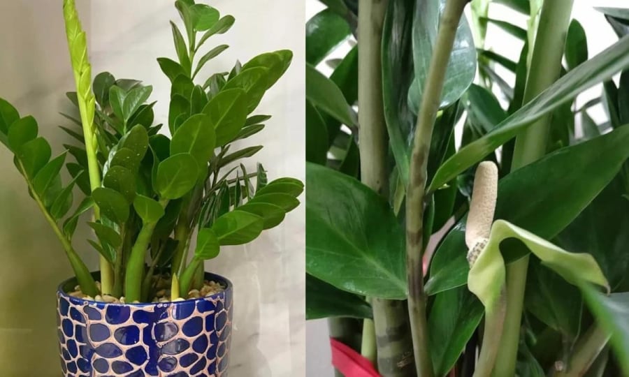Tránh lạm dụng phân hóa học hoặc bón quá nhiều một lúc, cây dễ bị “sốc dinh dưỡng”.