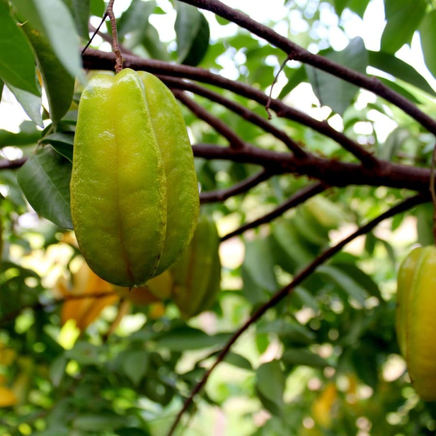 Khế có tính kháng khuẩn tự nhiên