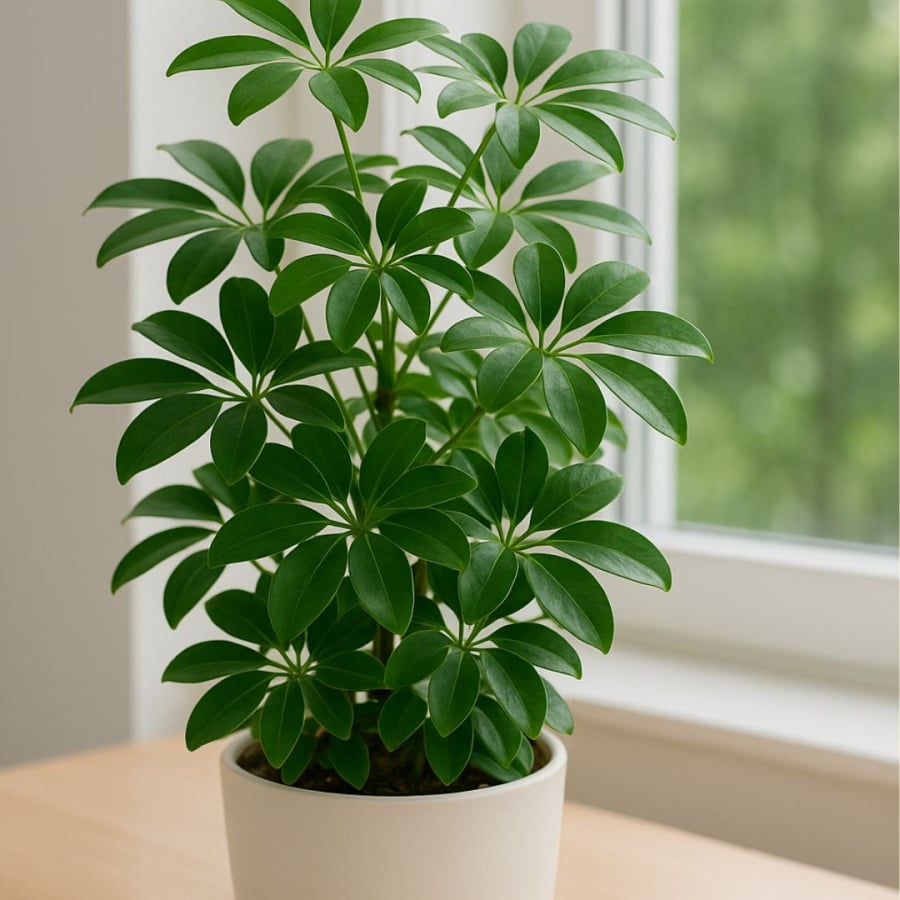 Ngũ gia bì vừa đẹp vừa giúp đuổi muỗi, lại còn là cây cảnh phong thủy tốt