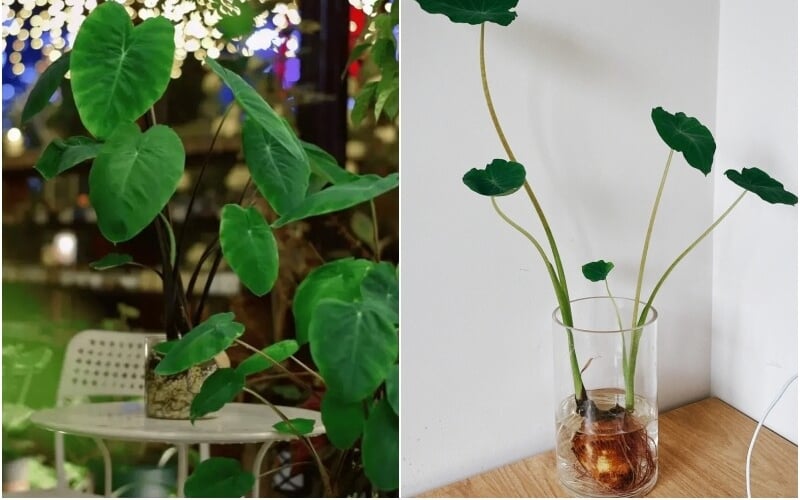 Cây khoai môn cảnh nhỏ xinh