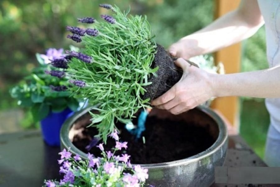 Giờ đây ở Việt Nam cũng có thể trồng hoa oải hương