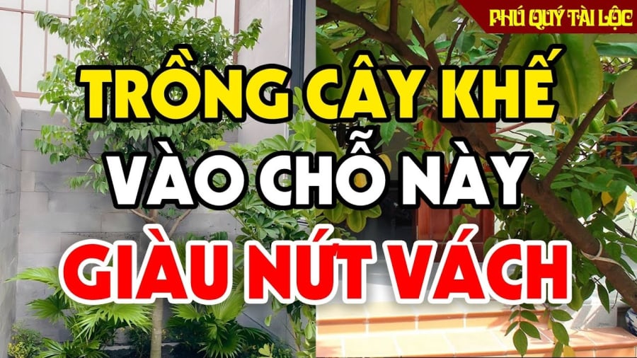 5 lưu ý trồng cây khế gia chủ Thu Tài Hút Lộc, tăng cường sức khỏe mỗi ngày