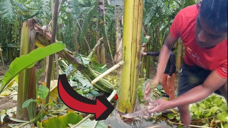 Việc cây chuối chỉ ra trái một lần rồi lụi tàn cũng mang đến bài học về vòng đời, về sự buông bỏ đúng lúc.