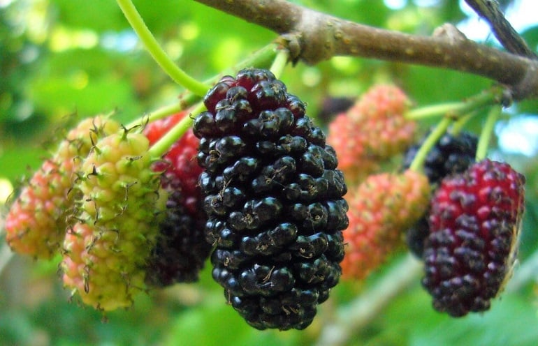 Cổ nhân nói trước nhà không trồng liễu sau nhà không trồng dâu
