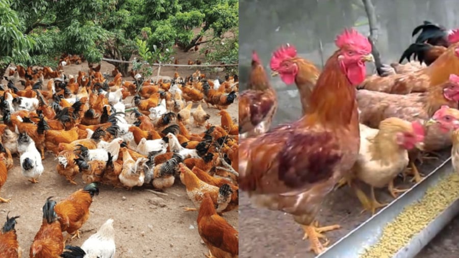Gà nuôi quá 6 năm sẽ già