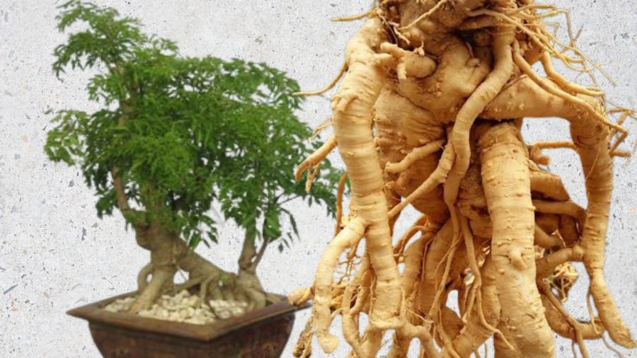 Đinh lăng có số năm tuổi phù hợp sẽ mang lại dược tính cao nhất