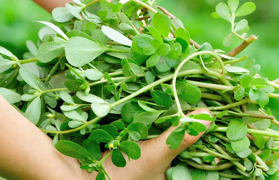 Rau sam tốt cho sức khỏe
