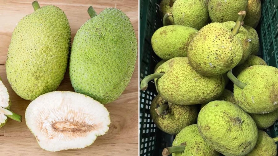 Quả sake có ngoại hình tương đối giống với quả mít, đặc biệt là những quả mít non.