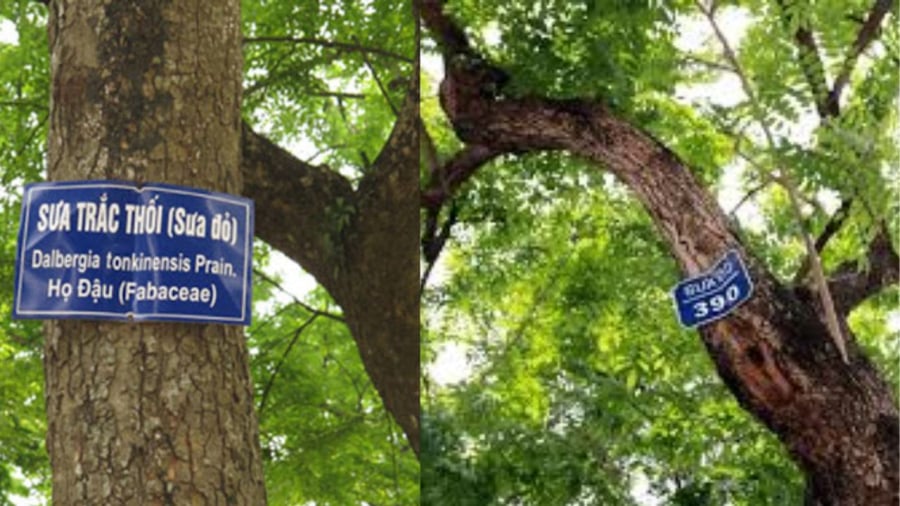 Sưa đỏ nằm trong sách đỏ của Việt Nam