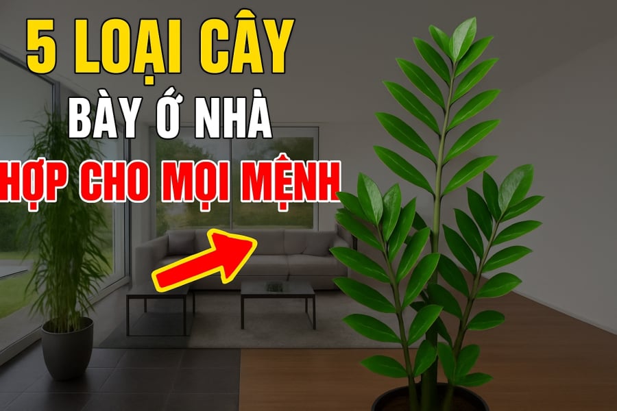 5 loài cây hợp cả Kim -Mộc -Thuỷ -Hoả -Thổ: Trồng vào nhà nào nhà đấy có Lộc ngay