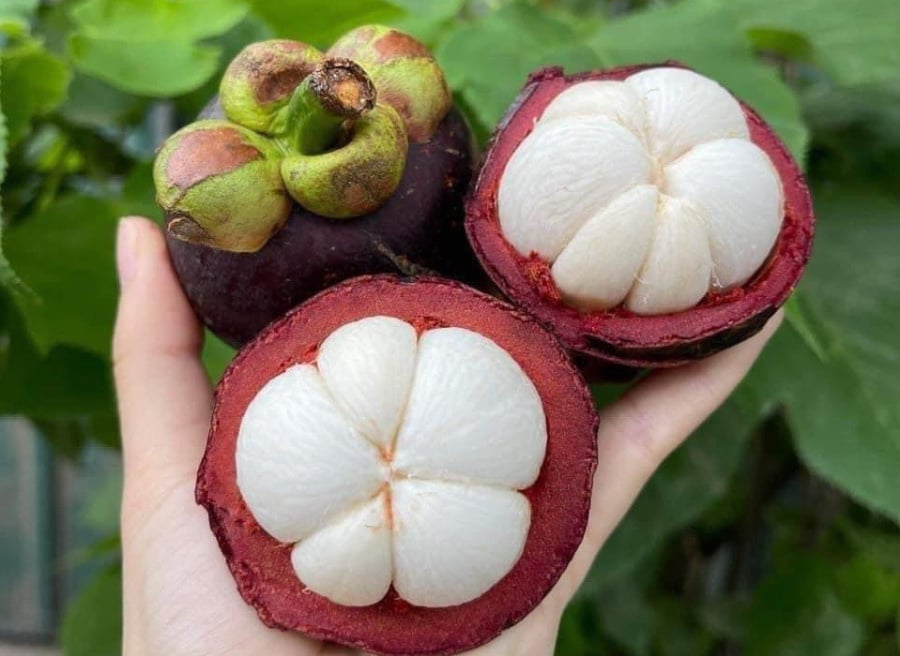 Những quả măng cụt tươi, ngon vừa hái sẽ có phần cuống xanh mướt