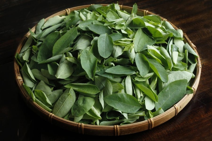 Rau ngót còn được gọi là bồ ngót, là loại rau bụi nhỏ, thân gỗ mềm, sinh trưởng mạnh.