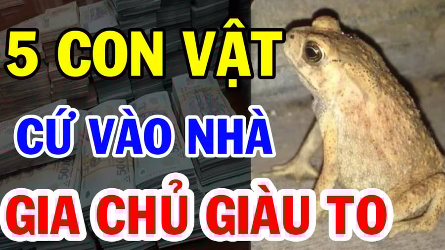con vật này vào nhà may mắn