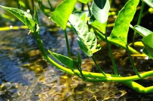 Rau muống là loại rau cực kỳ phổ biến trong bữa cơm gia đình Việt. Không chỉ dễ ăn, dễ chế biến (luộc, xào, nấu canh…), rau muống còn rất dễ trồng, không cần chăm bón cầu kỳ và hiếm khi phải dùng thuốc trừ sâu.