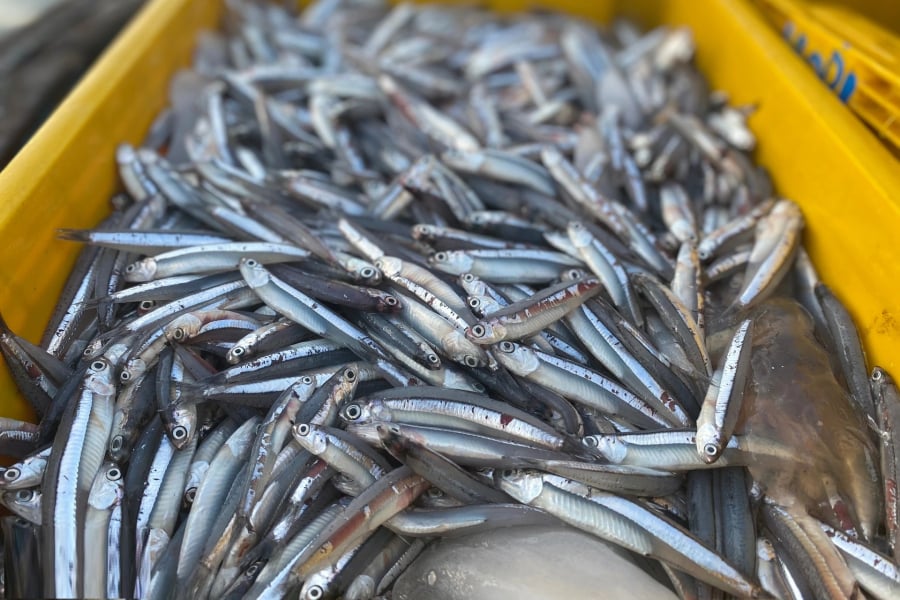 Chỉ cần 100g cá cơm (tương đương một đĩa nhỏ cá kho), bạn đã hấp thu lượng DHA cao hơn cả cá hồi.
